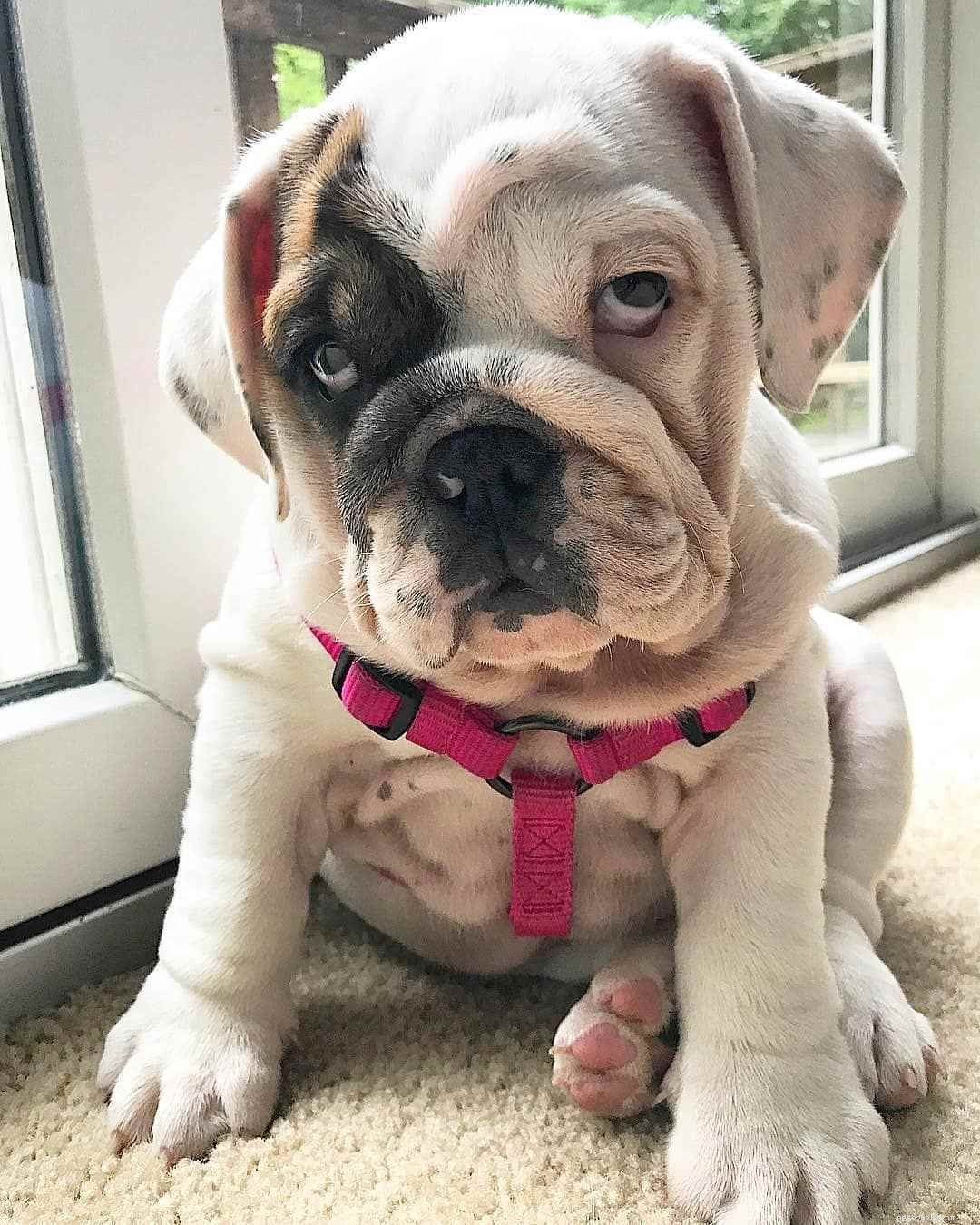 Meet 10 Charming Bulldogs That Will Brighten Your Day
