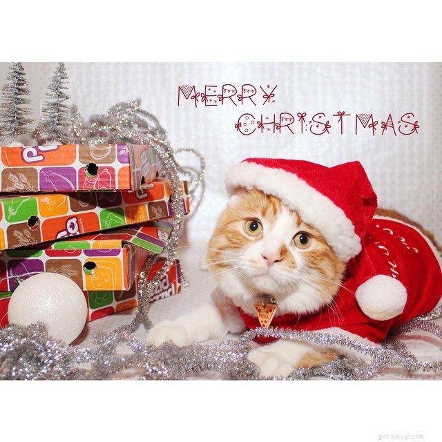7 Ways Your Cat Behaves Just Like a Baby