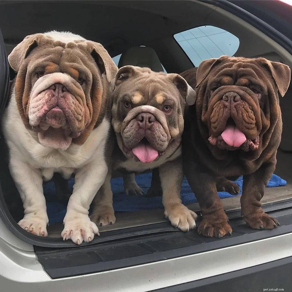 Meet 10 Charming Bulldogs That Will Brighten Your Day
