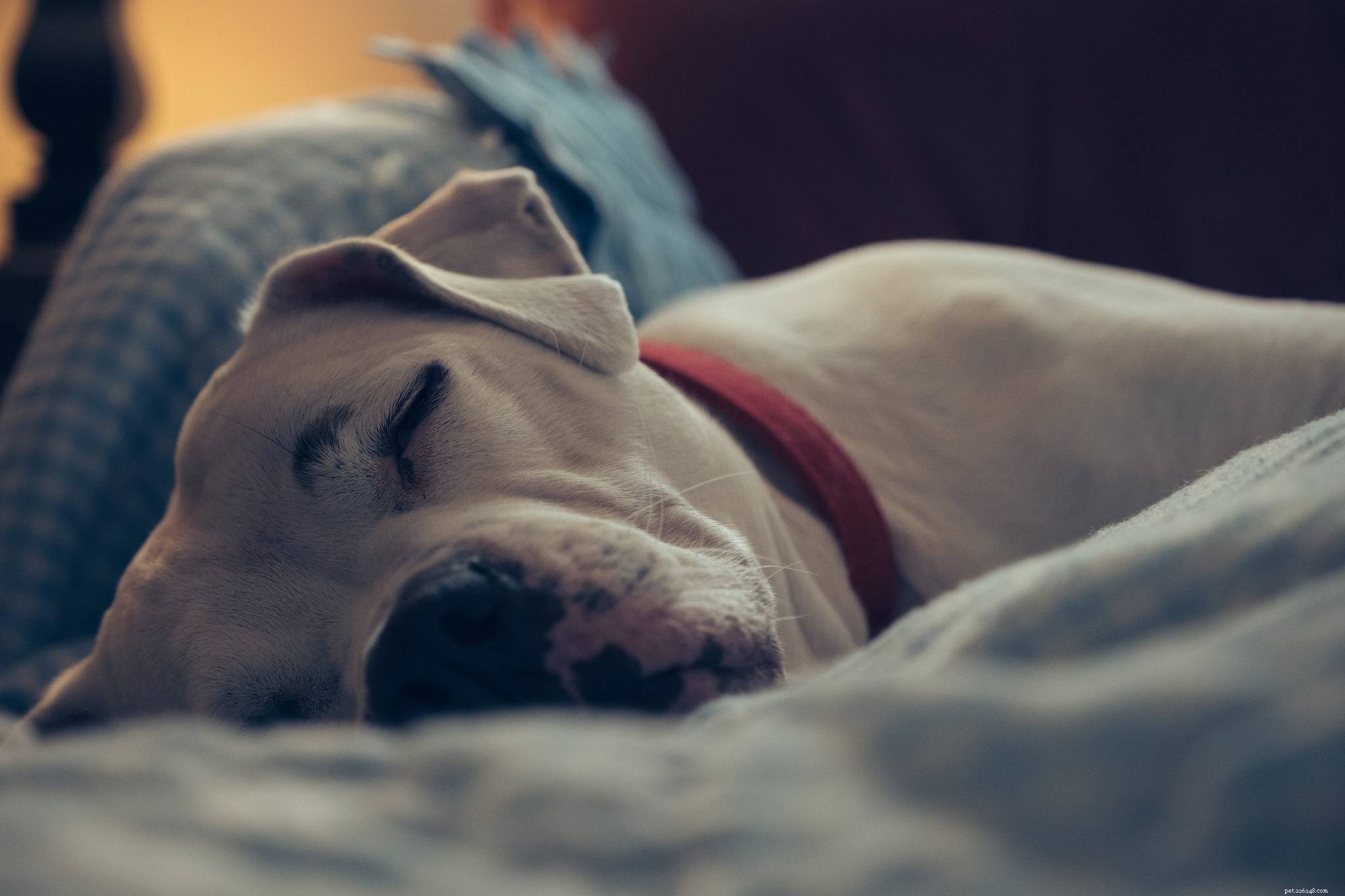 Meet 10 Charming Bulldogs That Will Brighten Your Day