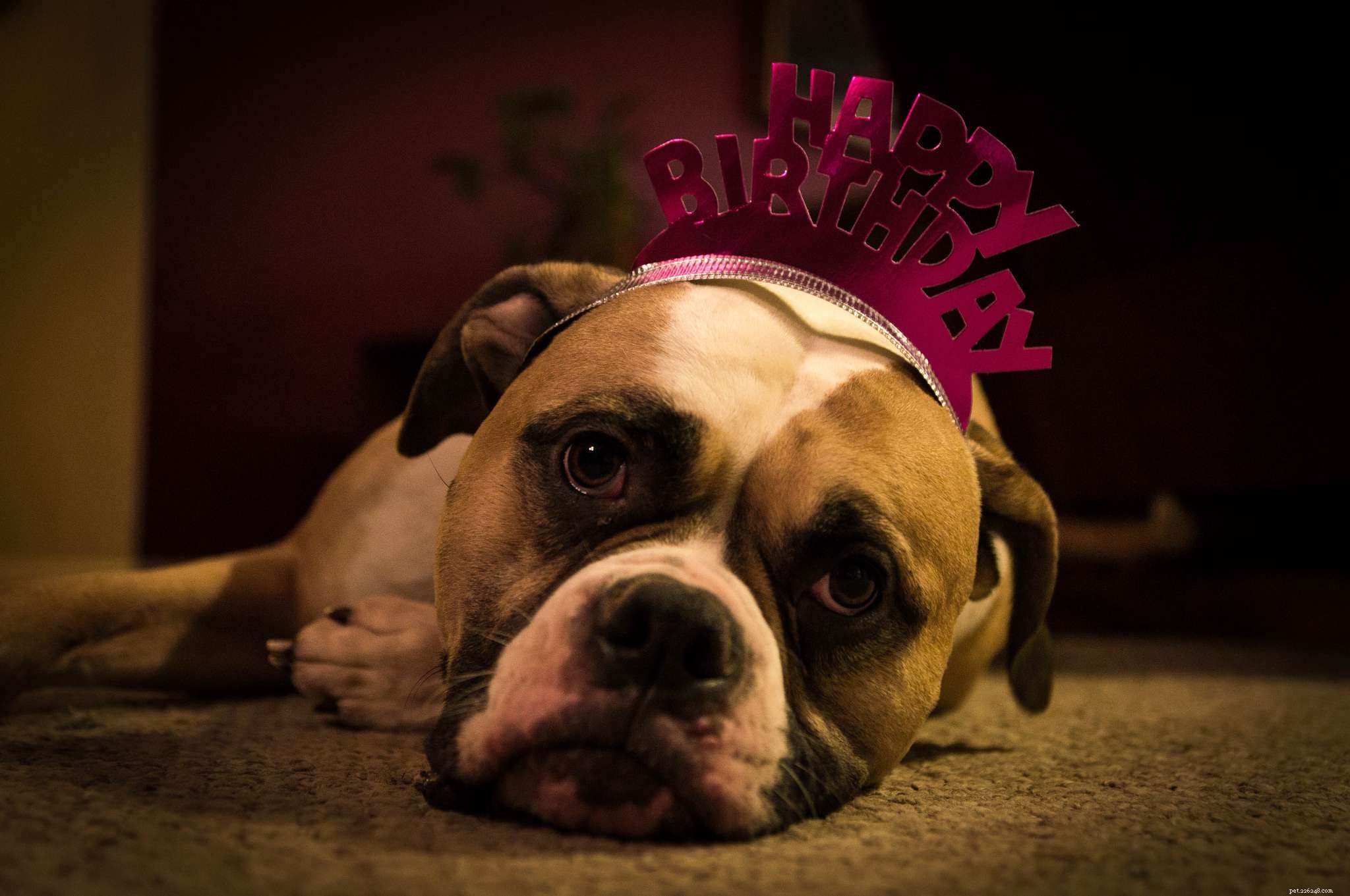 Meet 10 Charming Bulldogs That Will Brighten Your Day