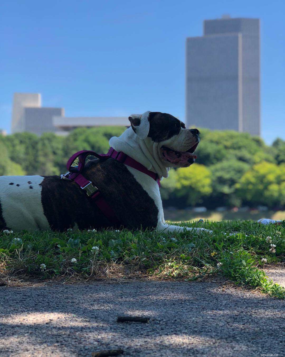 Meet 10 Charming Bulldogs That Will Brighten Your Day