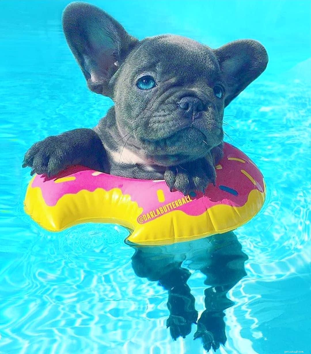 Meet 10 Charming Bulldogs That Will Brighten Your Day