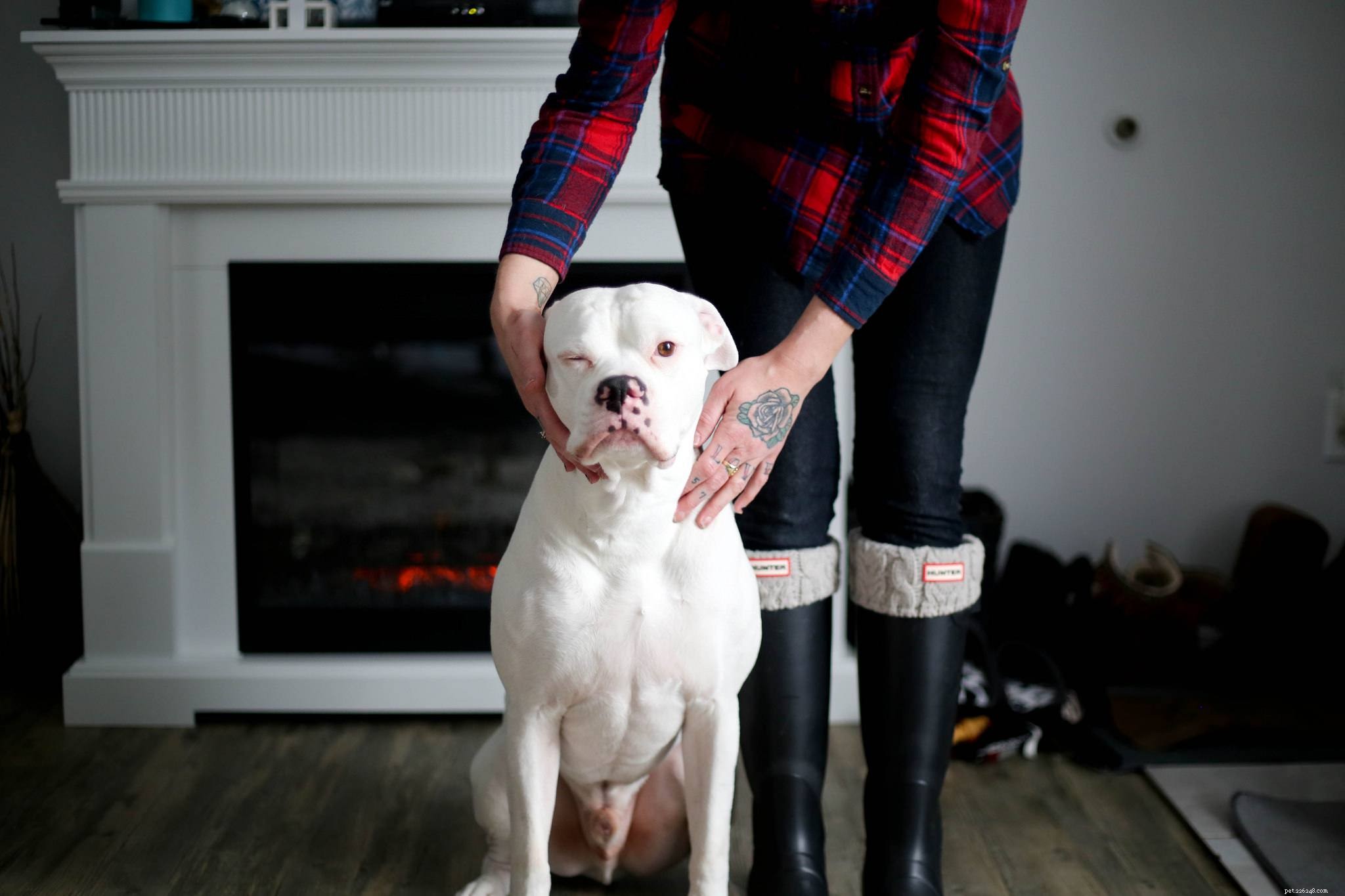 Meet 10 Charming Bulldogs That Will Brighten Your Day