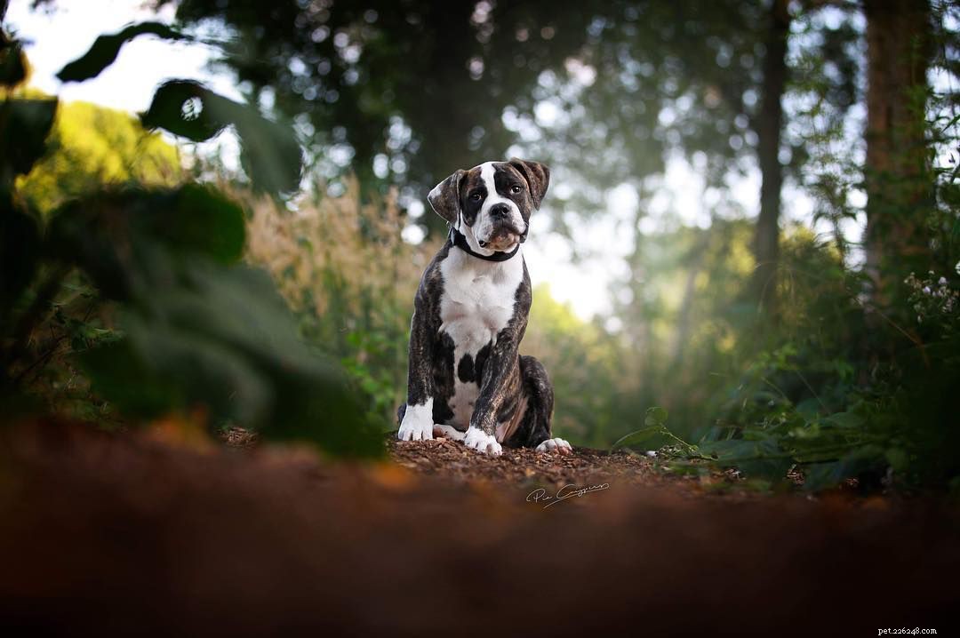 Meet 10 Charming Bulldogs That Will Brighten Your Day