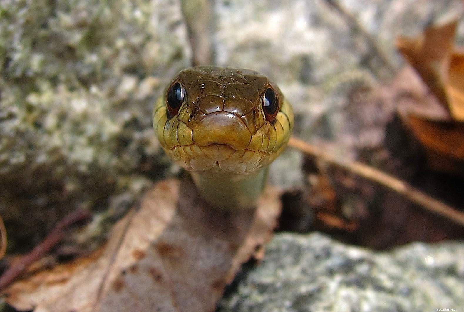 8 Adorable Reptiles That Will Surprise You With Their Charm