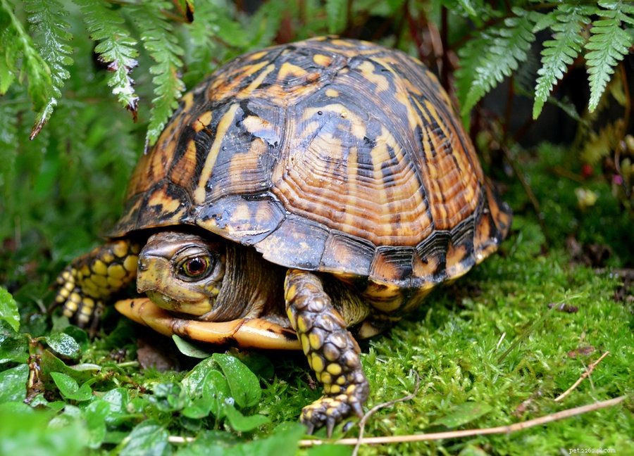 8 Adorable Reptiles That Will Surprise You With Their Charm