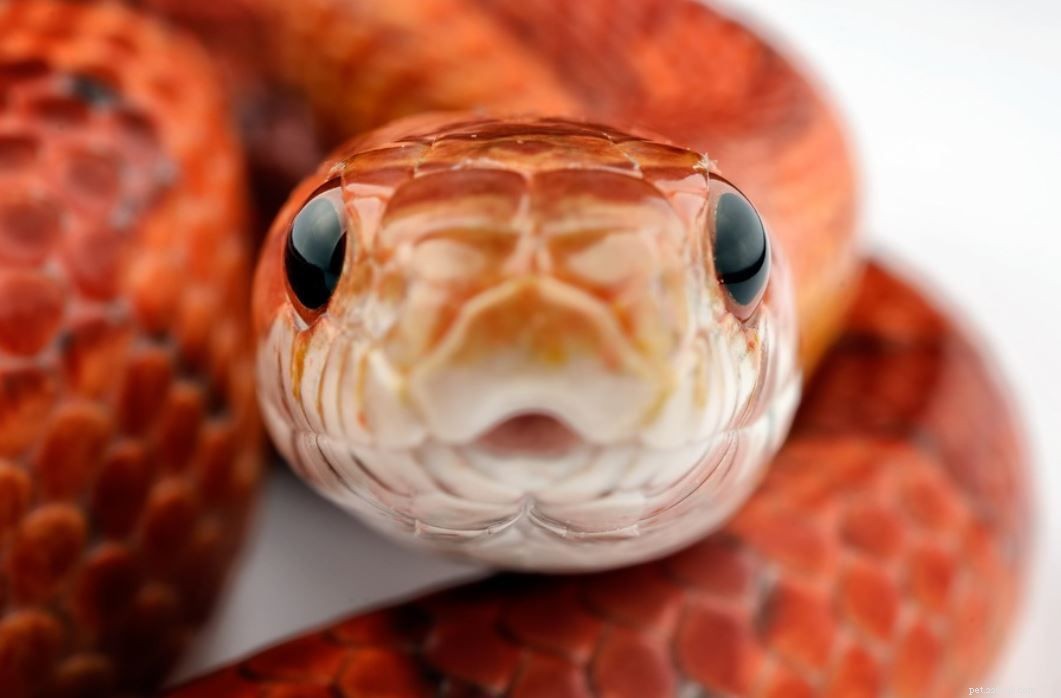 8 Adorable Reptiles That Will Surprise You With Their Charm