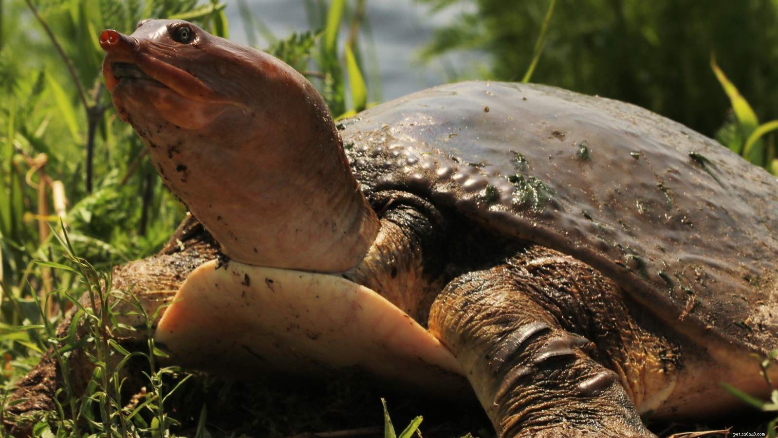 8 Adorable Reptiles That Will Surprise You With Their Charm