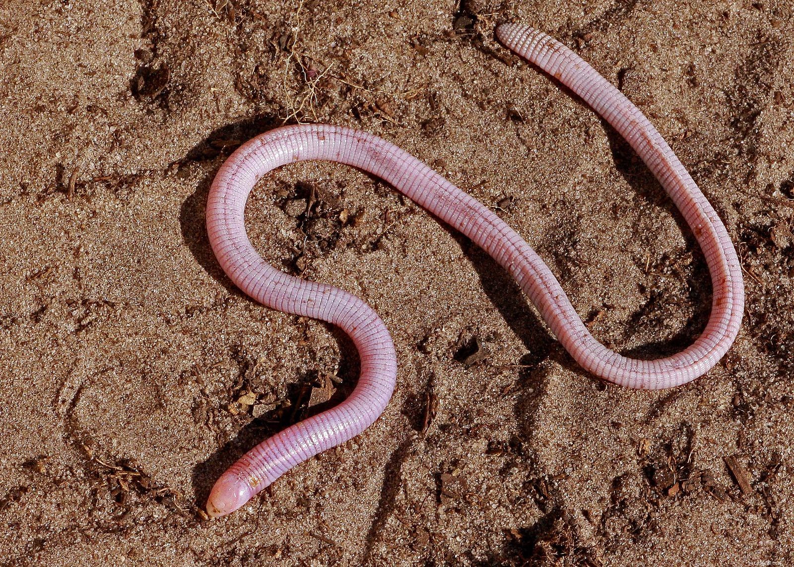 8 Adorable Reptiles That Will Surprise You With Their Charm