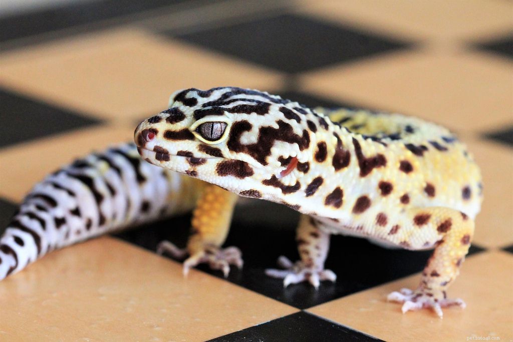 8 Adorable Reptiles That Will Surprise You With Their Charm