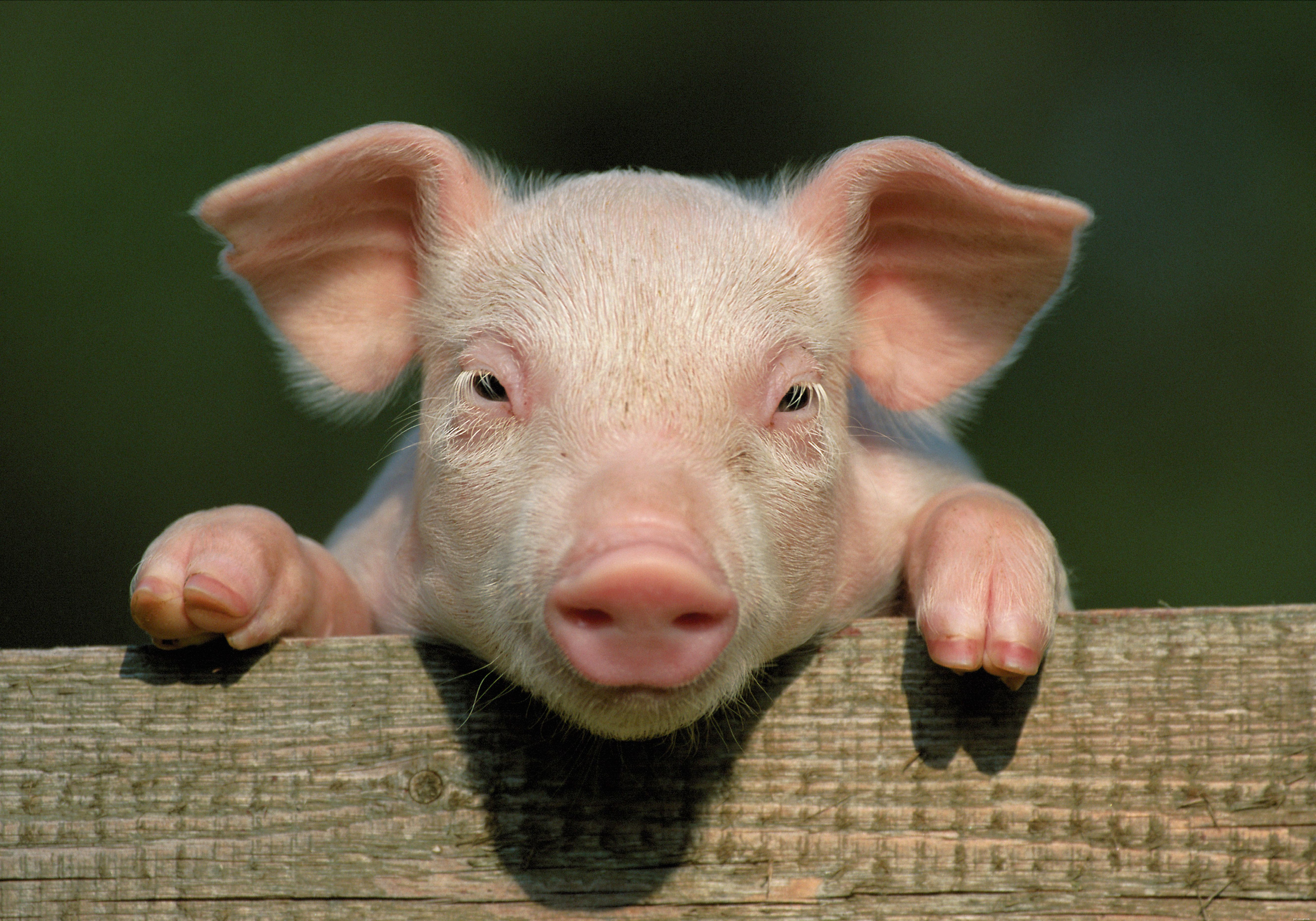 12 Endearing Pigs That Will Brighten Your Day