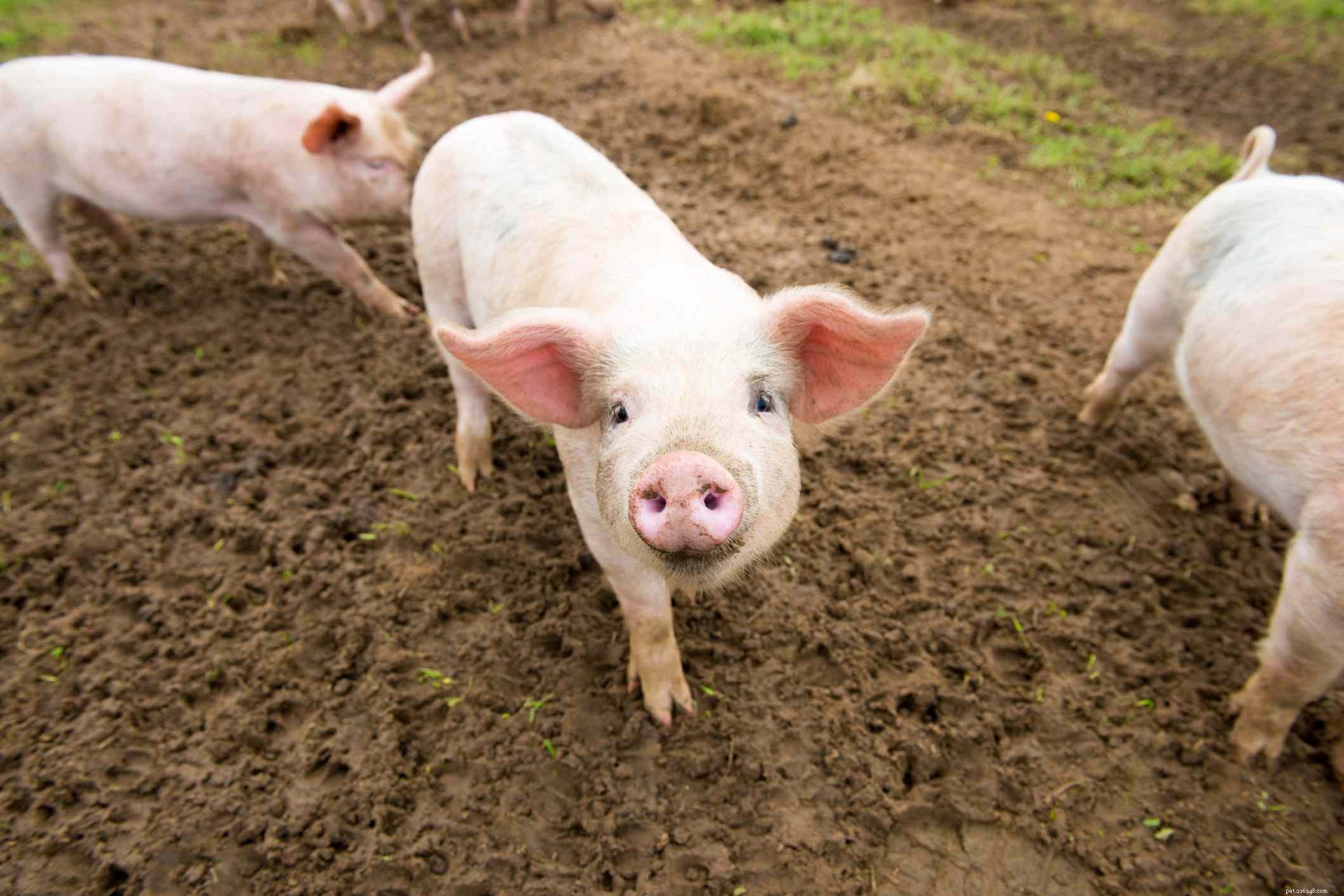 12 Endearing Pigs That Will Brighten Your Day