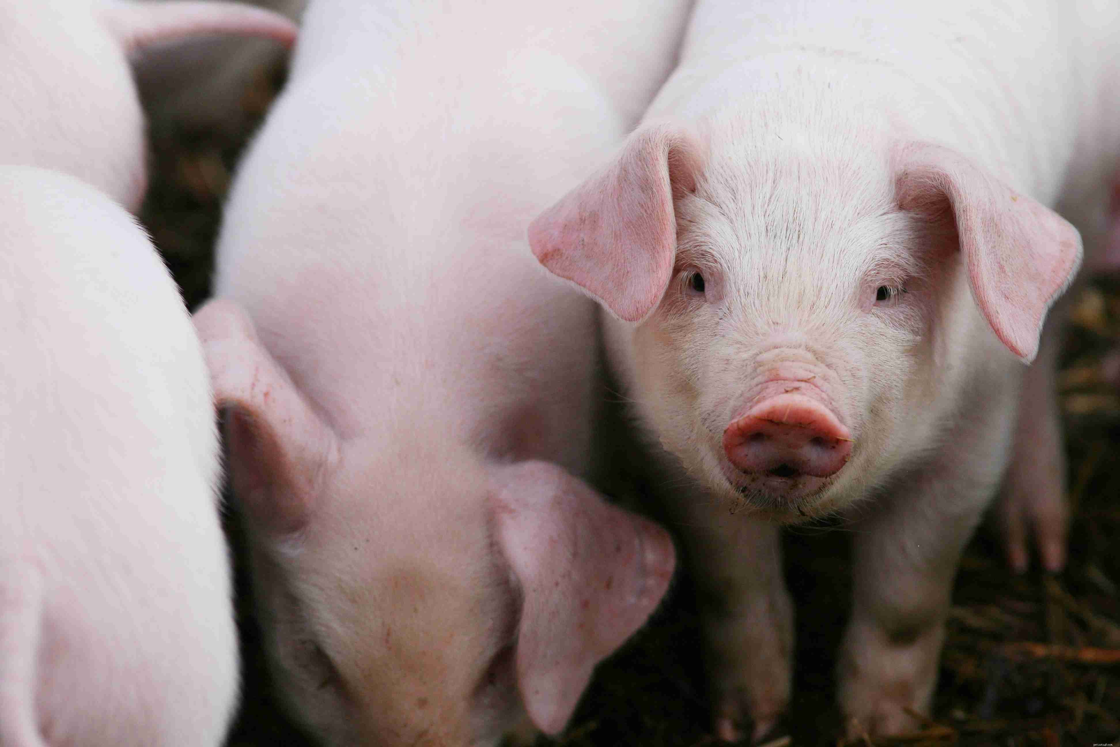 12 Endearing Pigs That Will Brighten Your Day