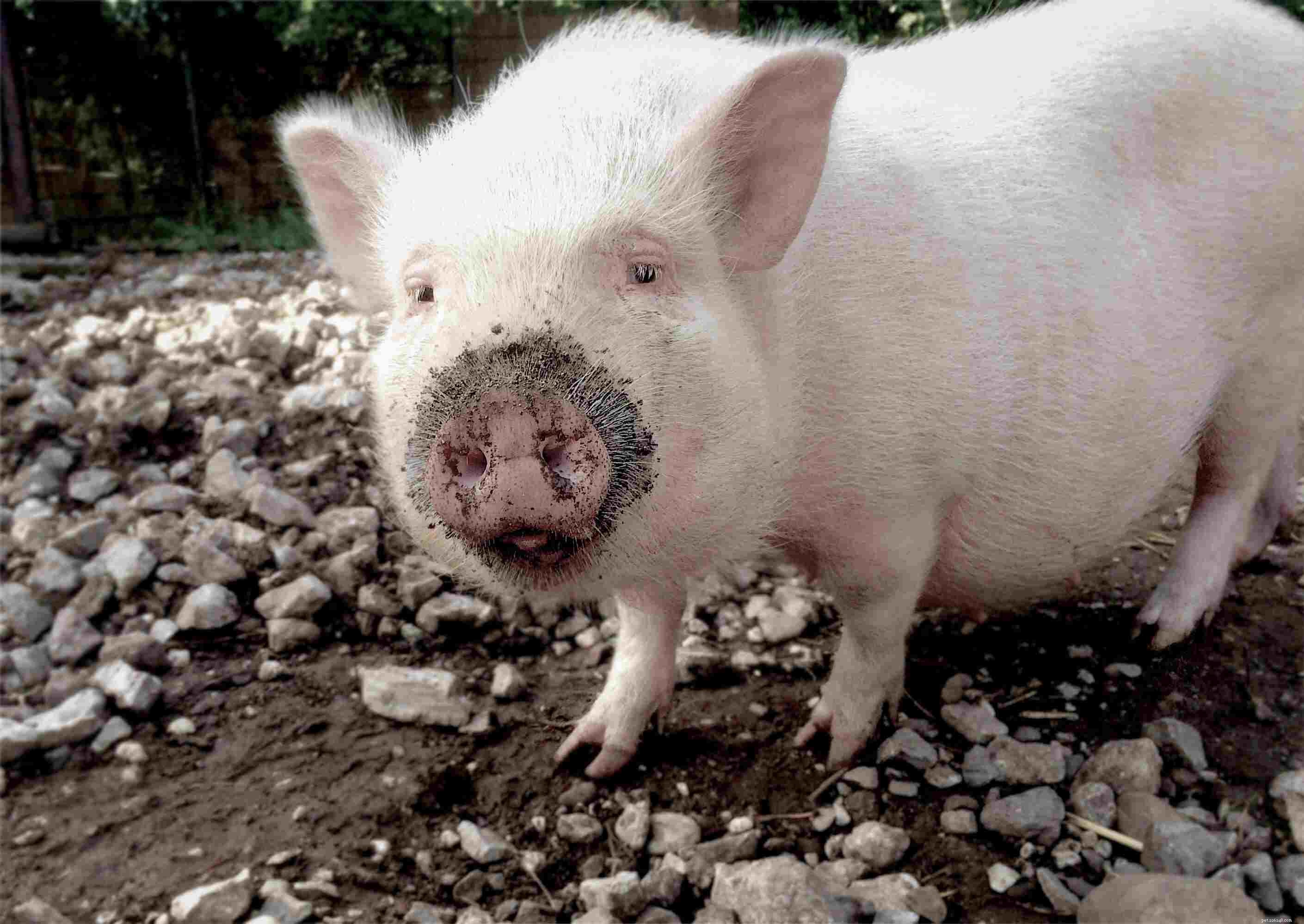 12 Endearing Pigs That Will Brighten Your Day