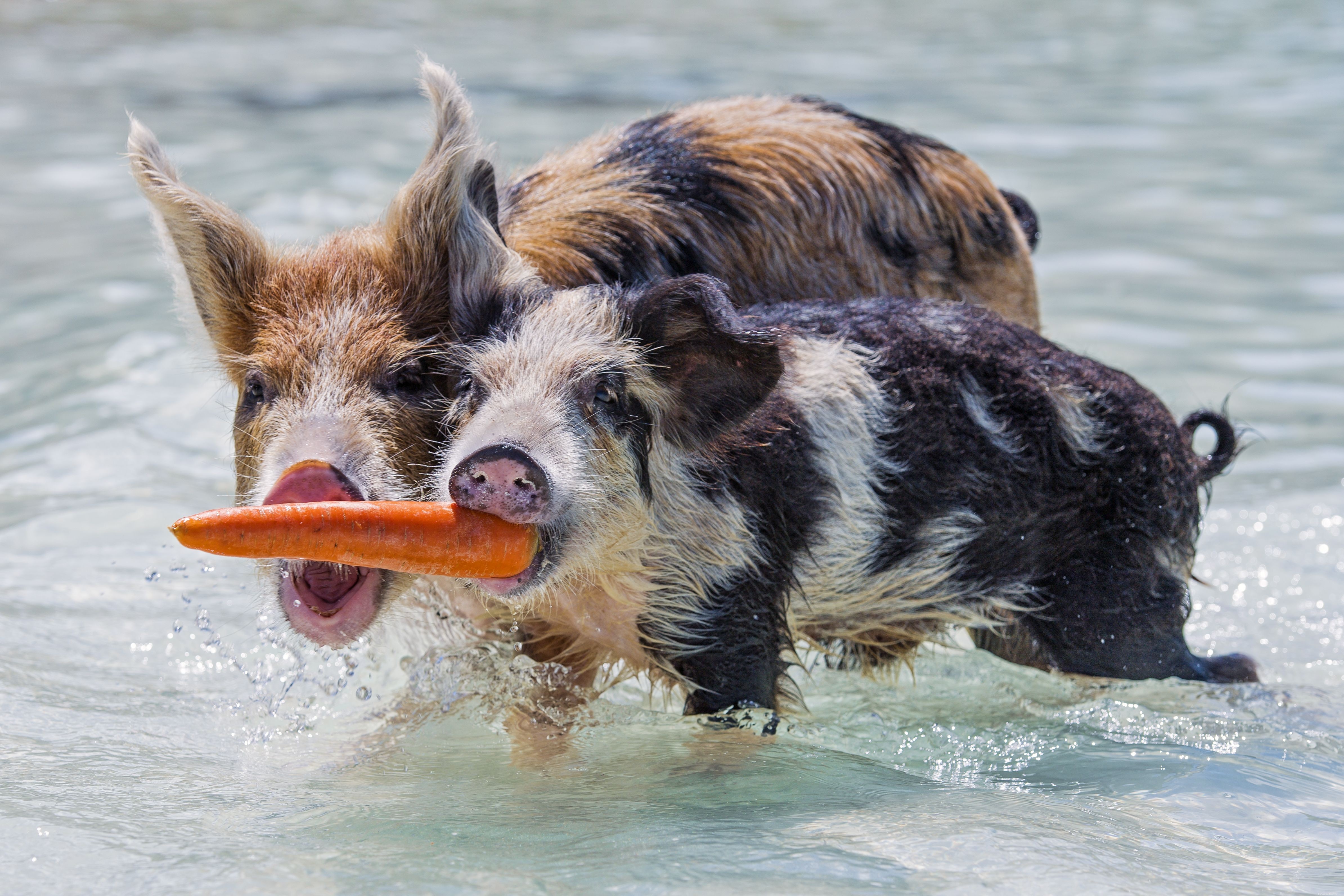 12 Endearing Pigs That Will Brighten Your Day