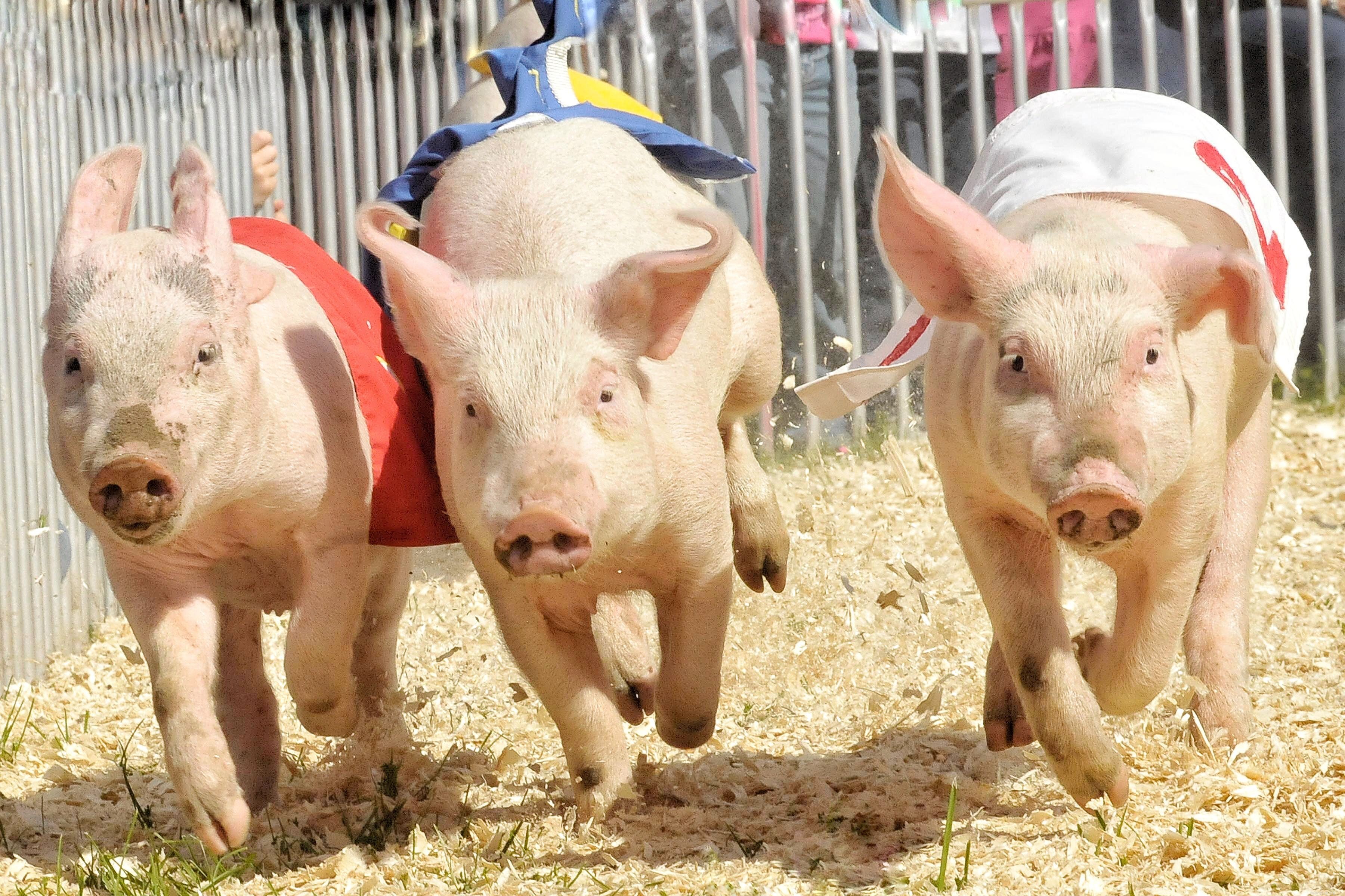 12 Endearing Pigs That Will Brighten Your Day