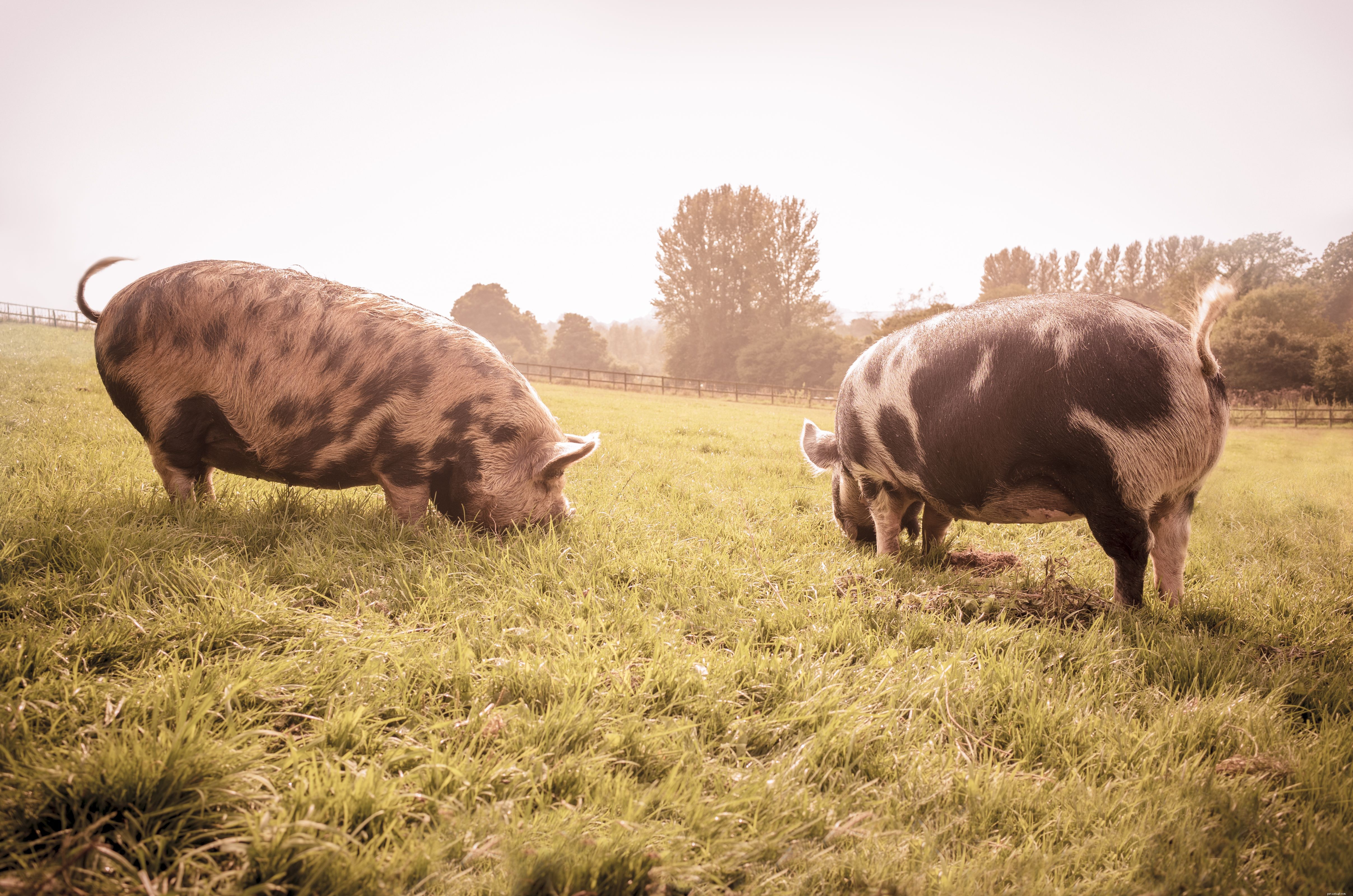 12 Endearing Pigs That Will Brighten Your Day