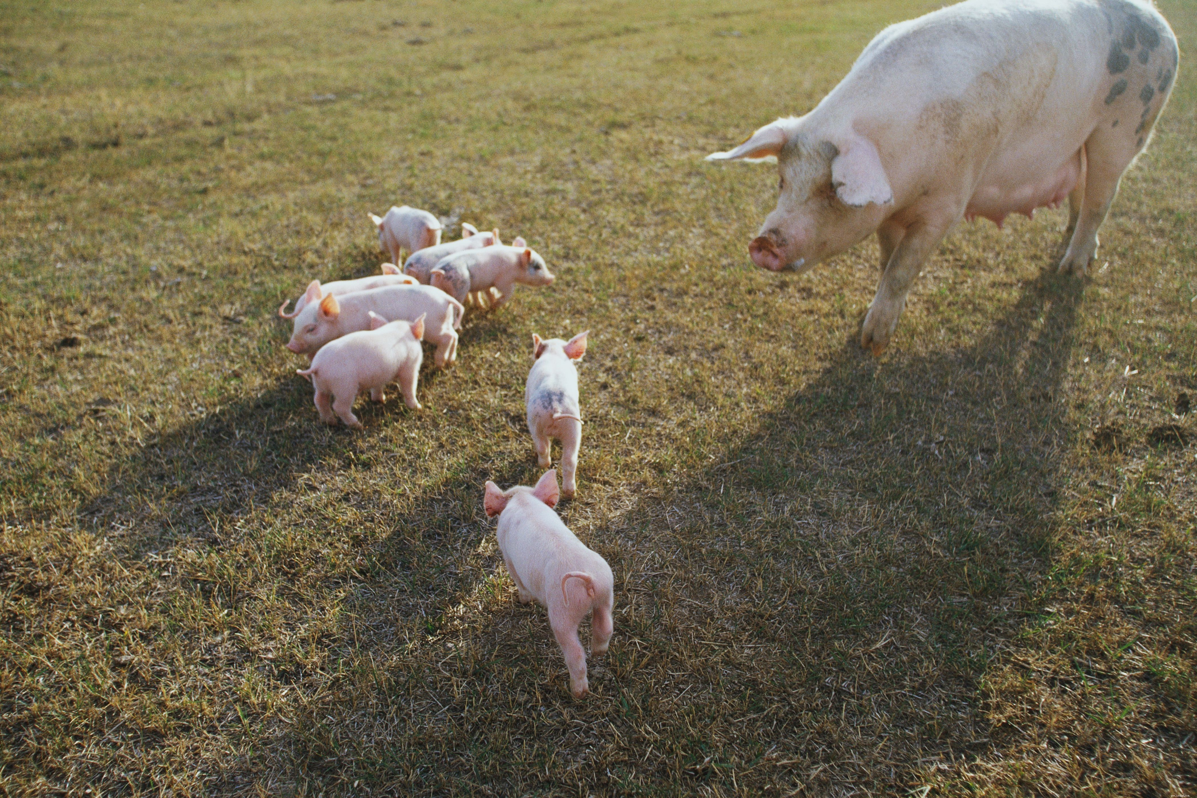 12 Endearing Pigs That Will Brighten Your Day
