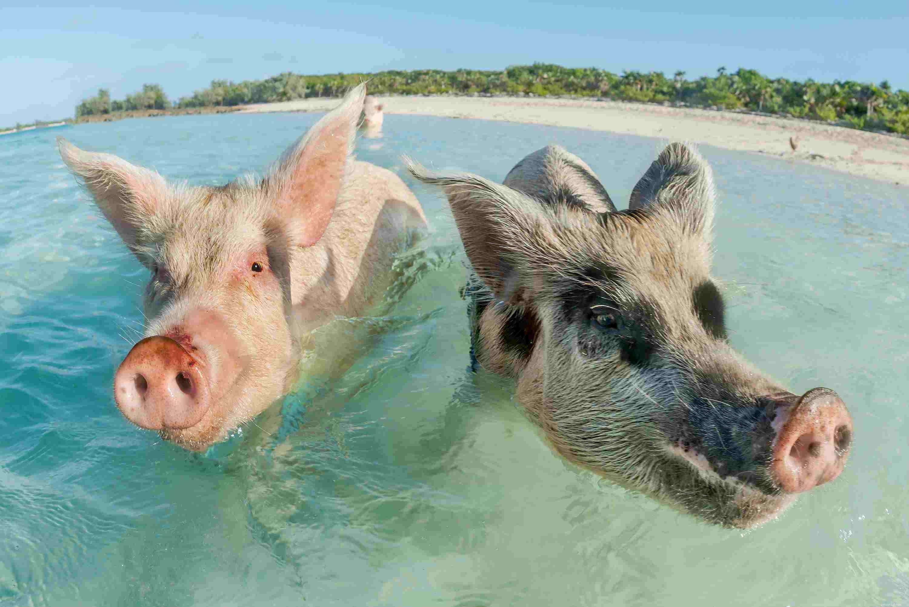 12 Endearing Pigs That Will Brighten Your Day