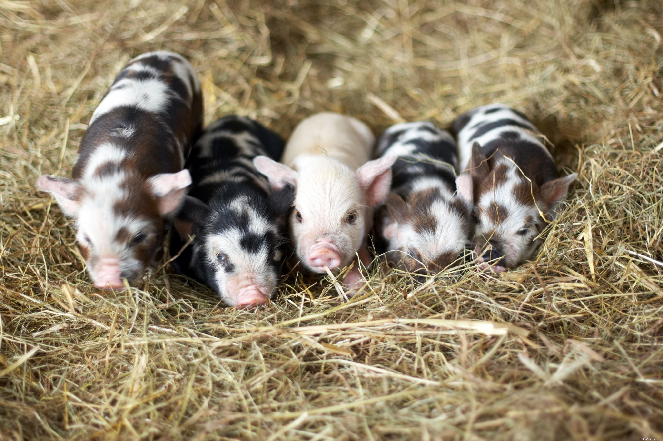 12 Endearing Pigs That Will Brighten Your Day