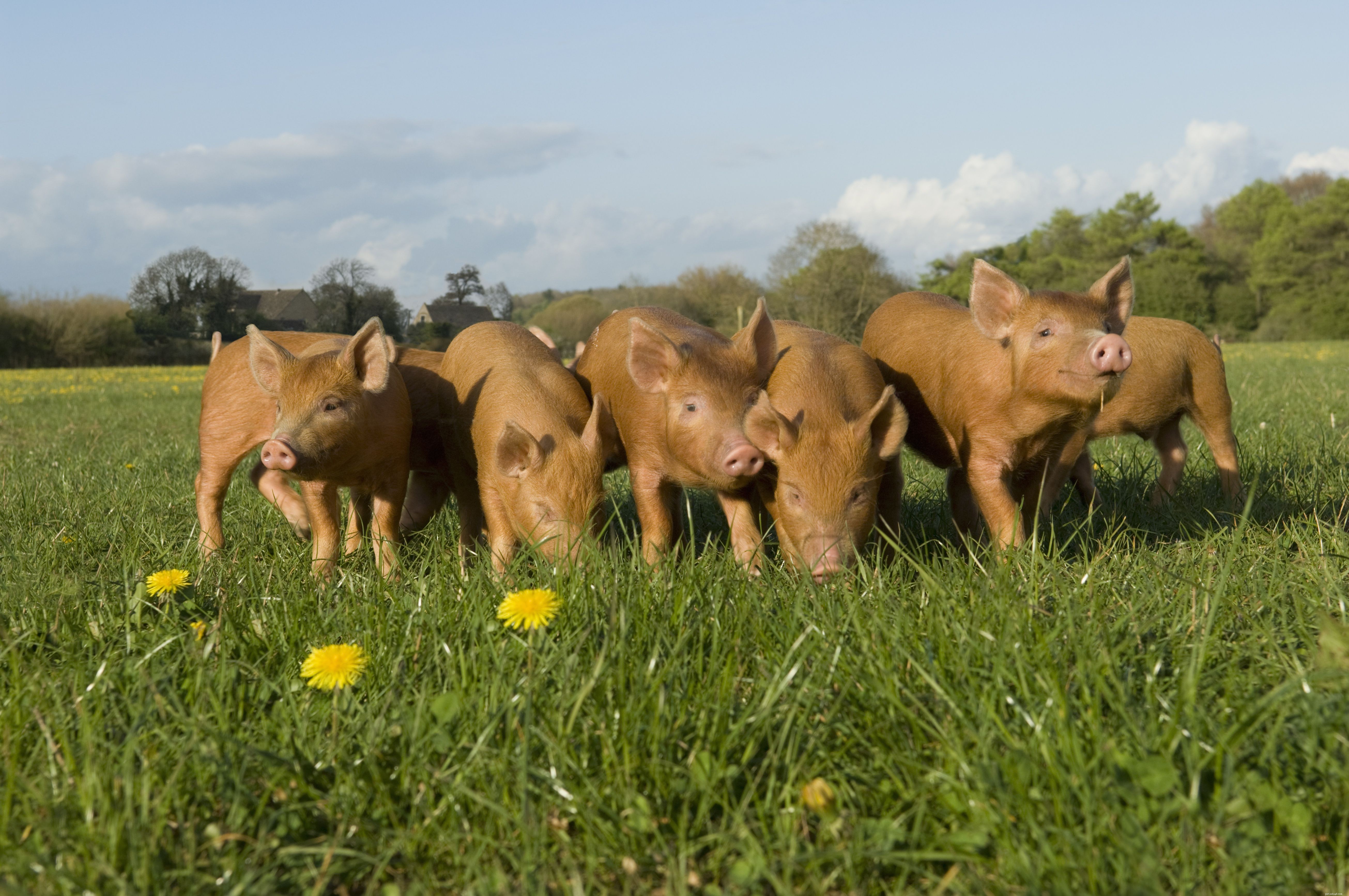 12 Endearing Pigs That Will Brighten Your Day