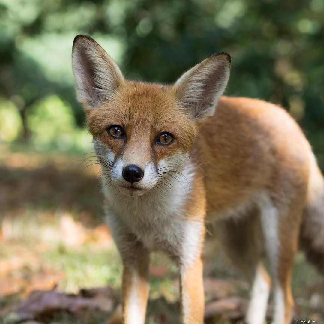 Explore 9 Stunning Red Fox Photos: Cutest Captures in Urban & Rural Habitats