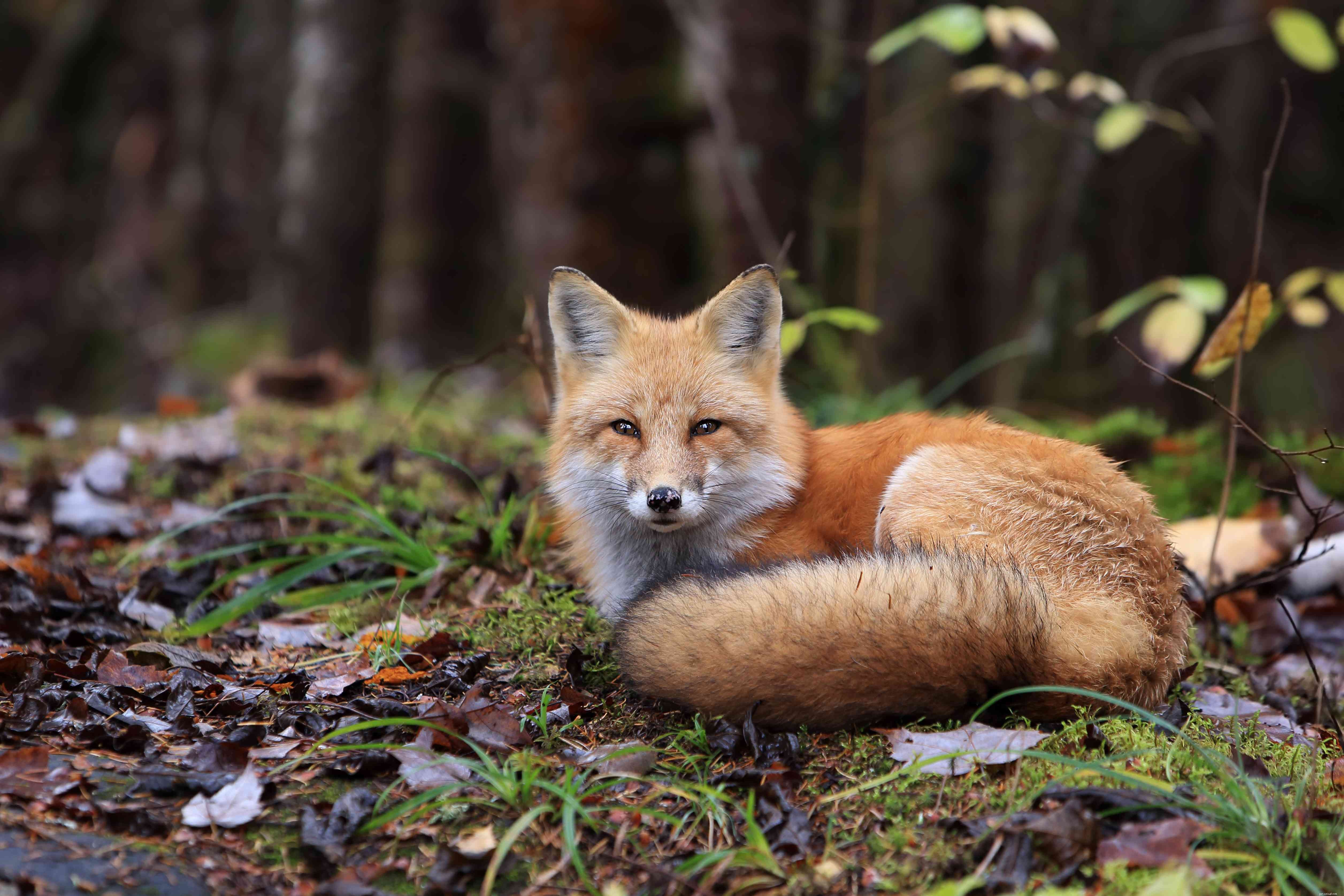 Explore 9 Stunning Red Fox Photos: Cutest Captures in Urban & Rural Habitats