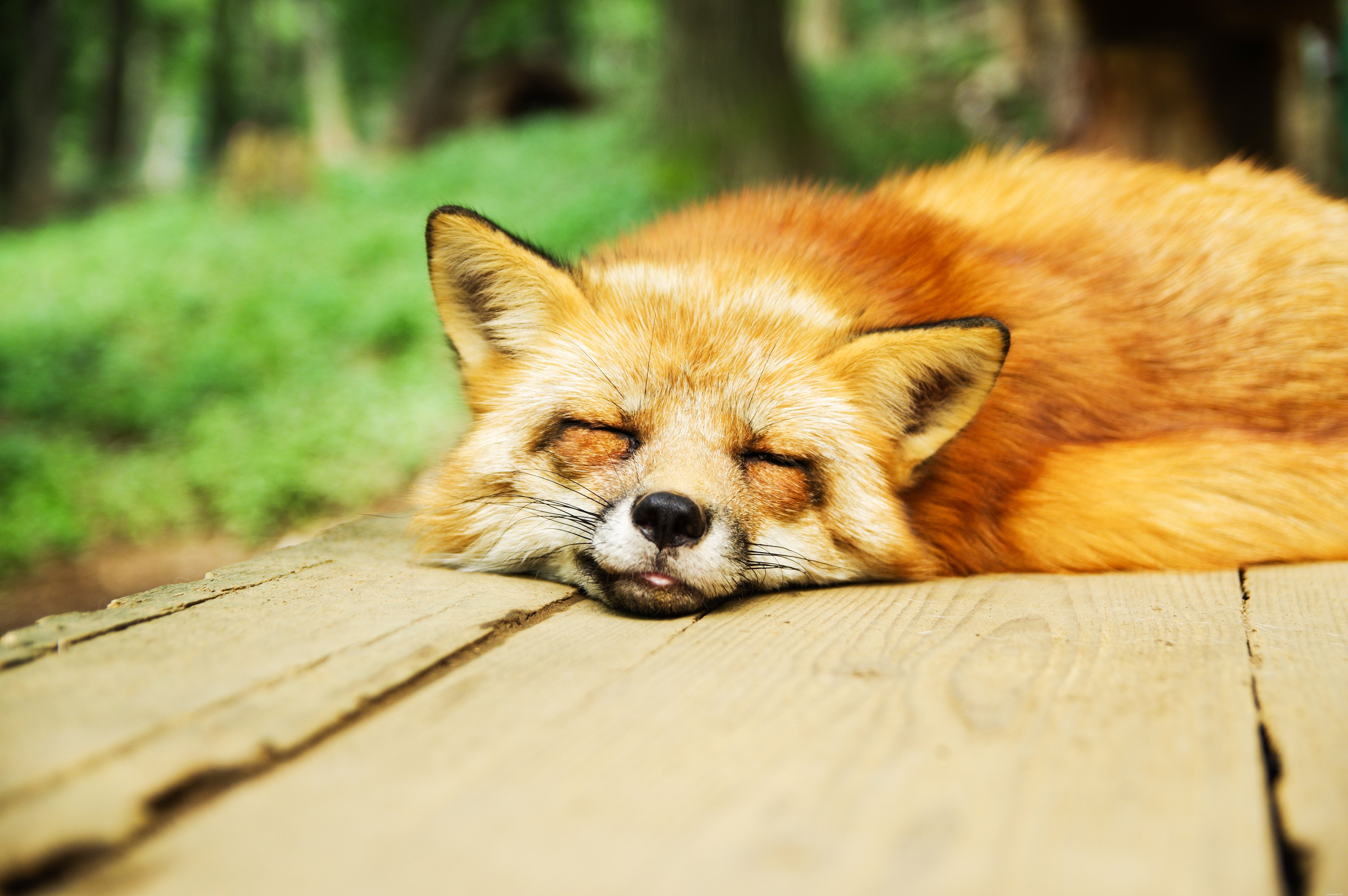 Explore 9 Stunning Red Fox Photos: Cutest Captures in Urban & Rural Habitats