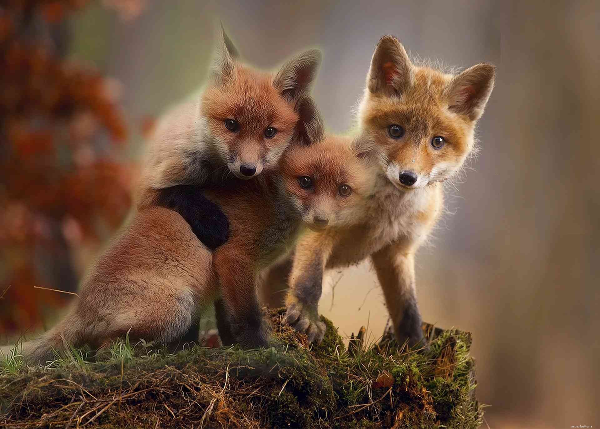 Explore 9 Stunning Red Fox Photos: Cutest Captures in Urban & Rural Habitats