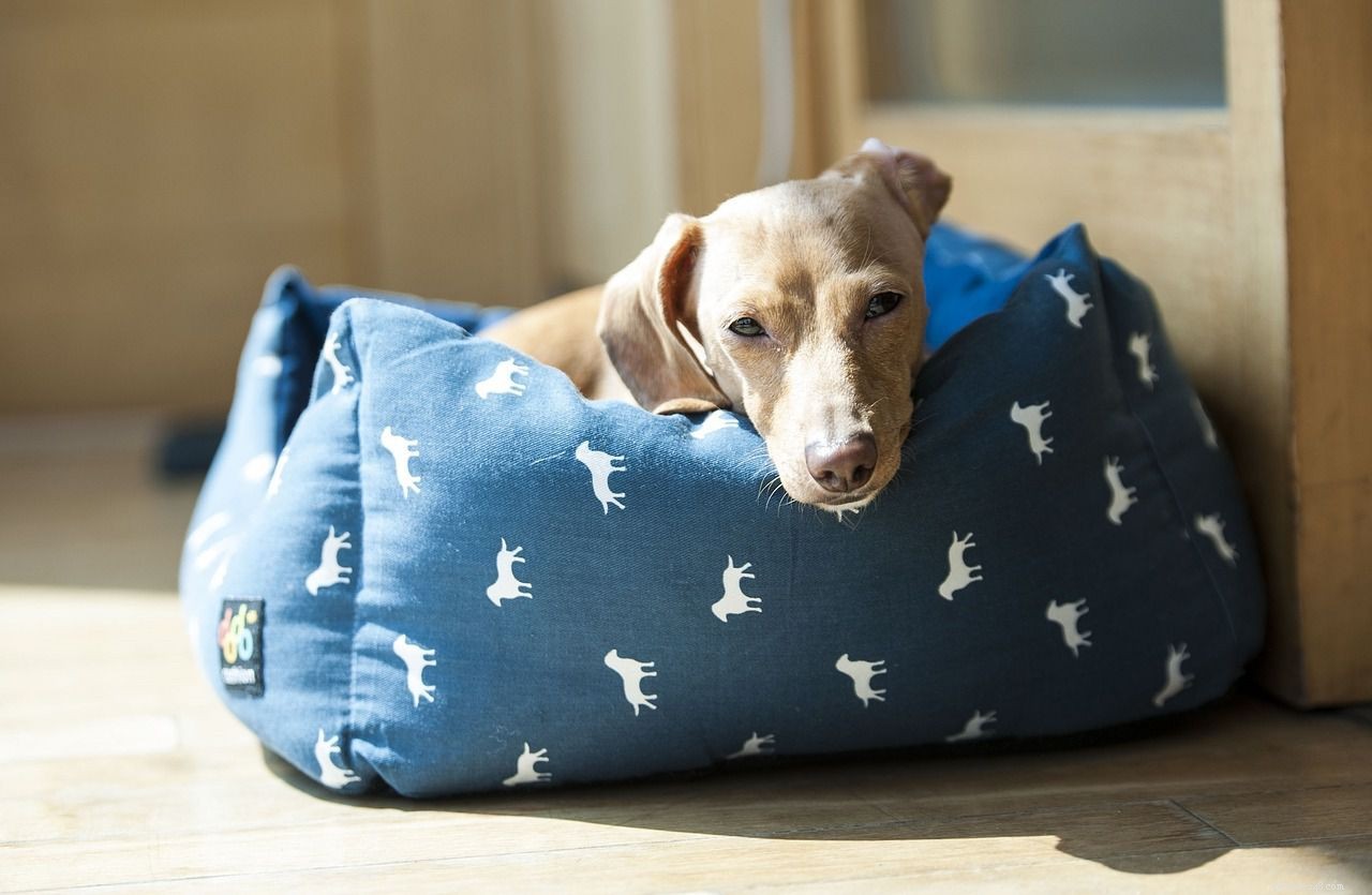12 Insider Secrets Only Dog Owners Understand