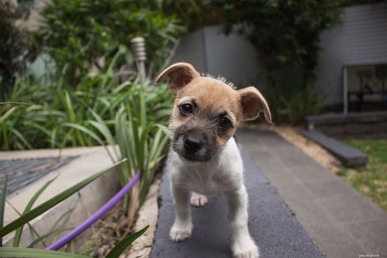 12 Insider Secrets Only Dog Owners Understand