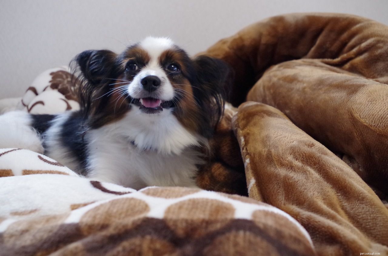 12 Insider Secrets Only Dog Owners Understand