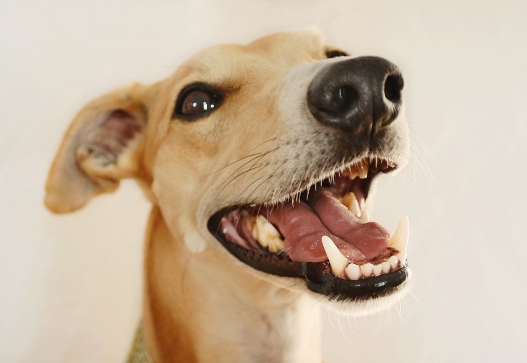 12 Insider Secrets Only Dog Owners Understand