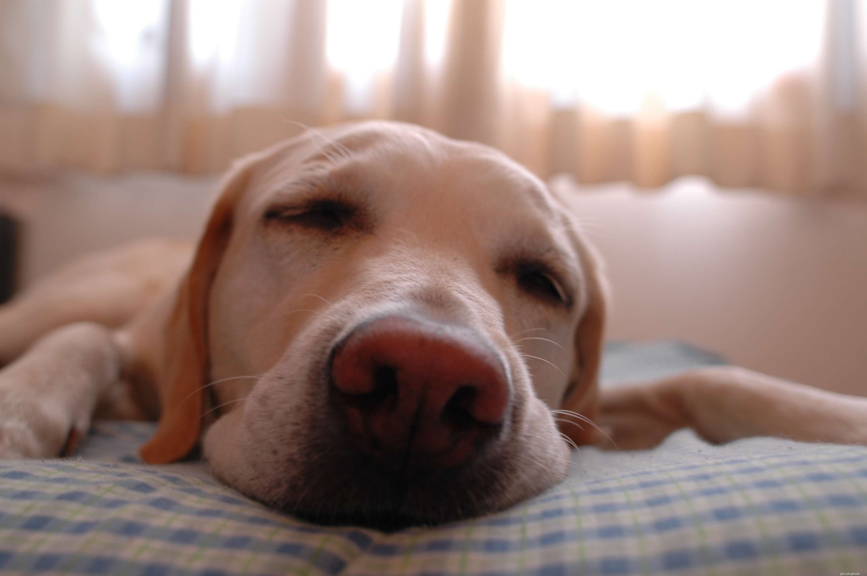 12 Insider Secrets Only Dog Owners Understand