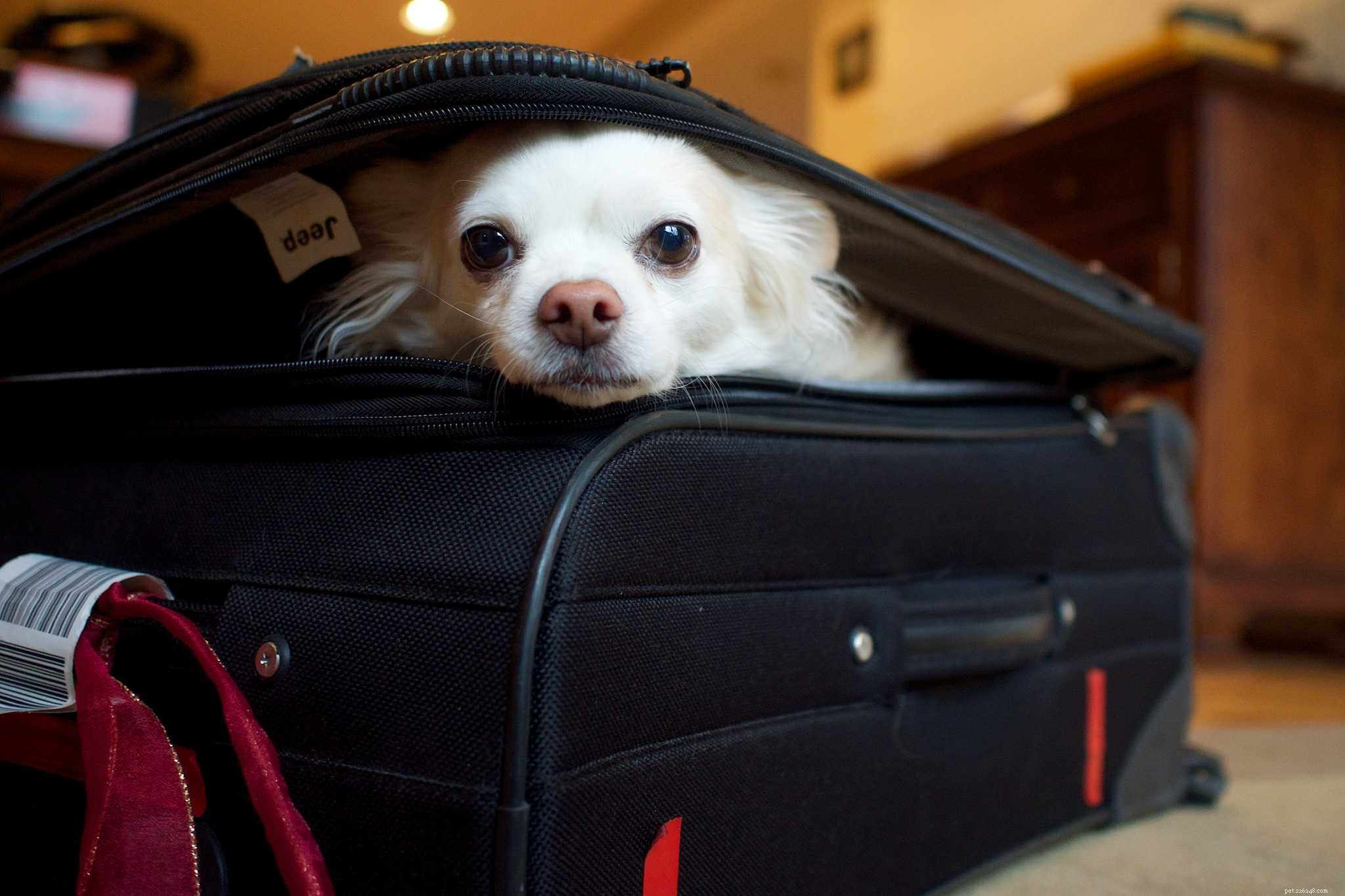 12 Insider Secrets Only Dog Owners Understand