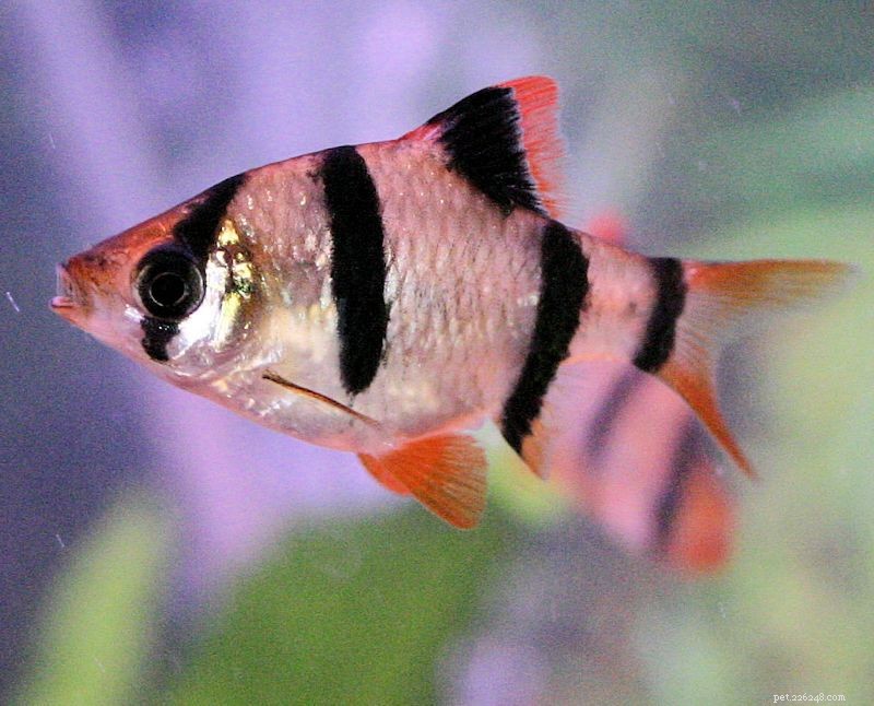 Tiger Barb Fish Profile: Care, Color, and Compatibility