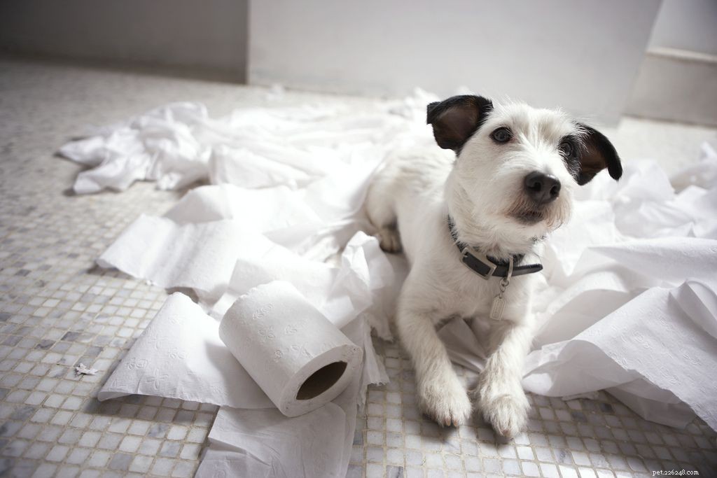 12 Insider Secrets Only Dog Owners Understand