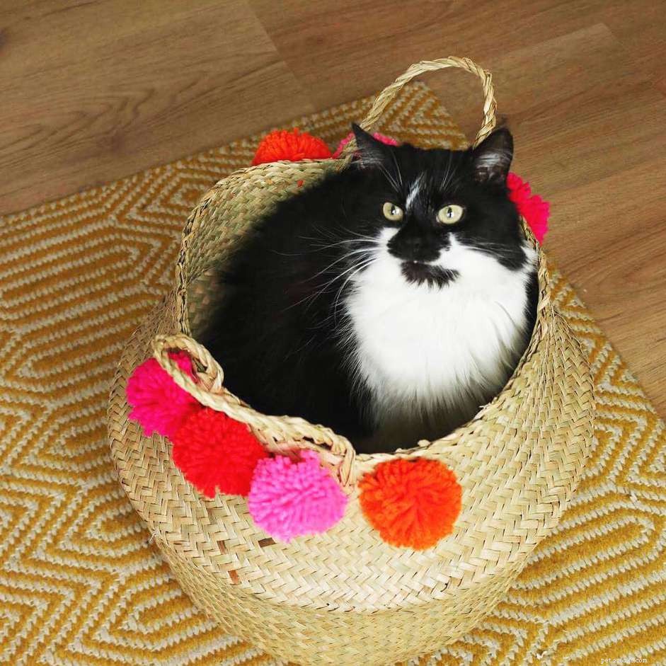 Feline Tight‑Fit Fun: 10 Cats Who Master the Art of Squeezing into Tiny Spaces