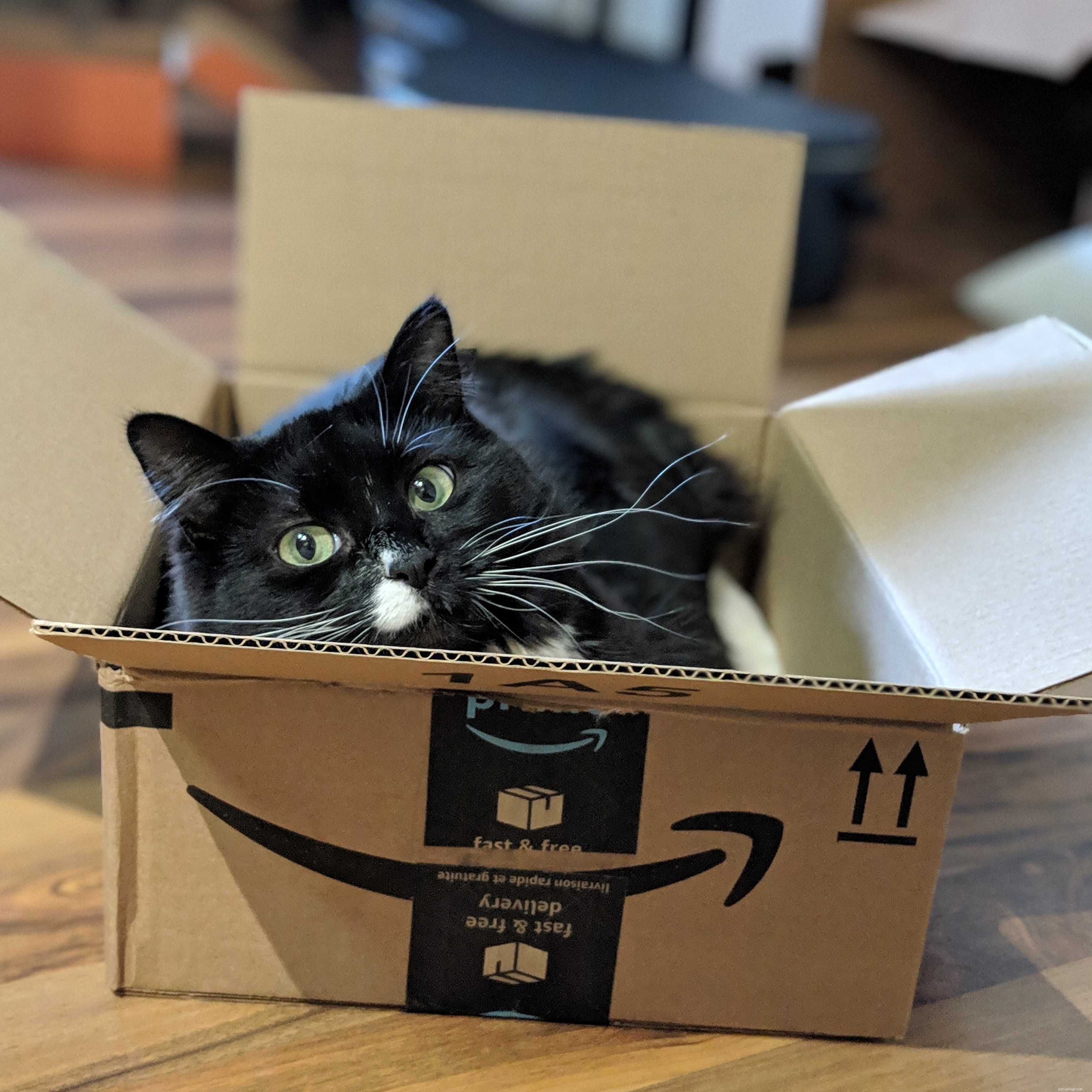 Feline Tight‑Fit Fun: 10 Cats Who Master the Art of Squeezing into Tiny Spaces