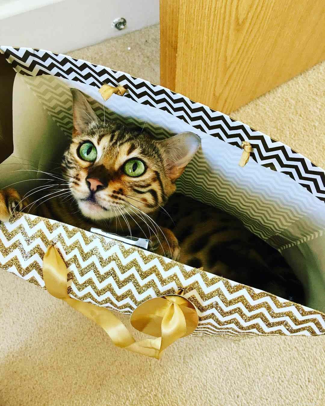 Feline Tight‑Fit Fun: 10 Cats Who Master the Art of Squeezing into Tiny Spaces