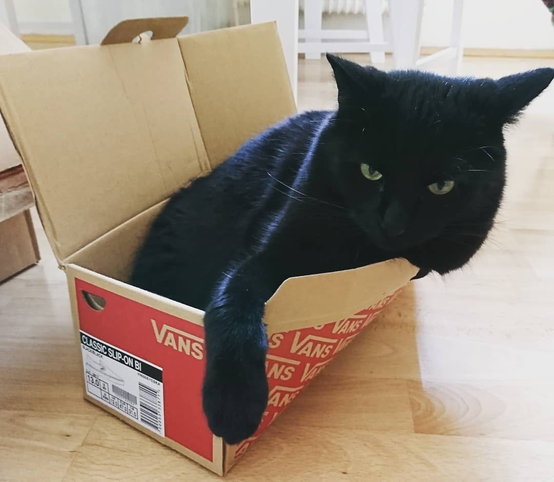 Feline Tight‑Fit Fun: 10 Cats Who Master the Art of Squeezing into Tiny Spaces