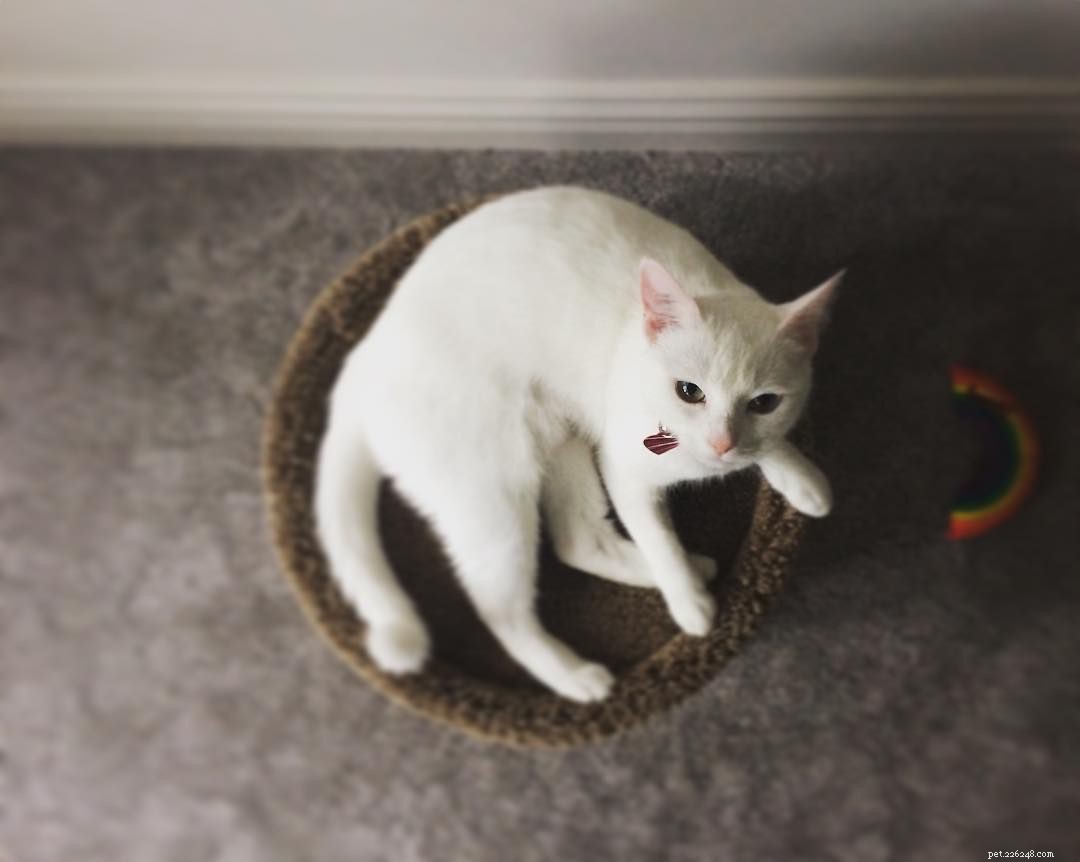 Feline Tight‑Fit Fun: 10 Cats Who Master the Art of Squeezing into Tiny Spaces