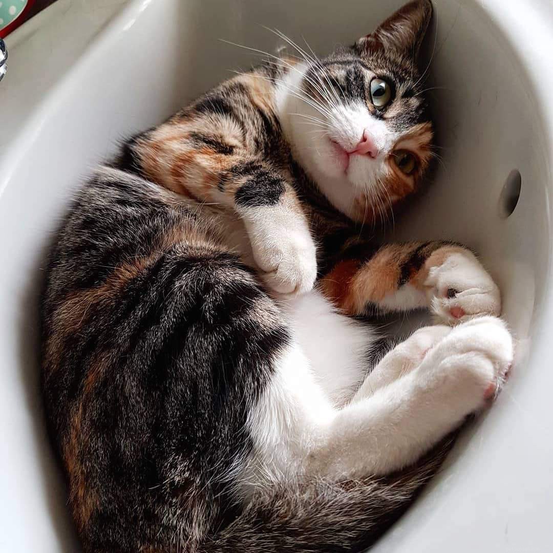 Feline Tight‑Fit Fun: 10 Cats Who Master the Art of Squeezing into Tiny Spaces