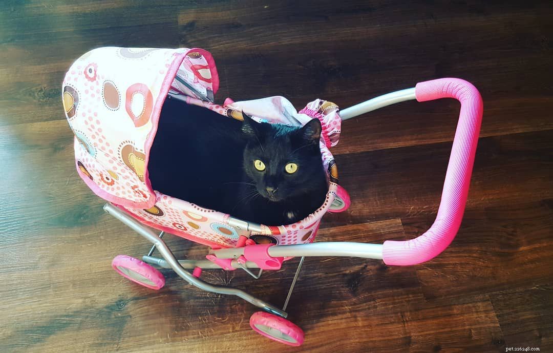 Feline Tight‑Fit Fun: 10 Cats Who Master the Art of Squeezing into Tiny Spaces