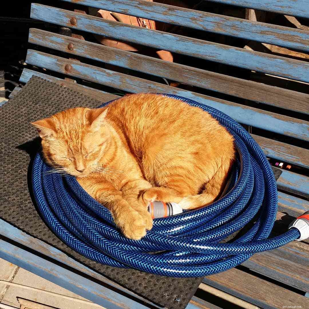 Feline Tight‑Fit Fun: 10 Cats Who Master the Art of Squeezing into Tiny Spaces