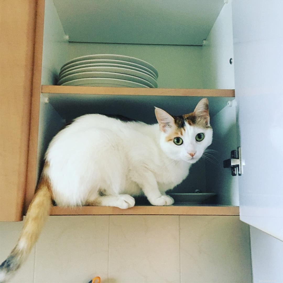 Feline Tight‑Fit Fun: 10 Cats Who Master the Art of Squeezing into Tiny Spaces