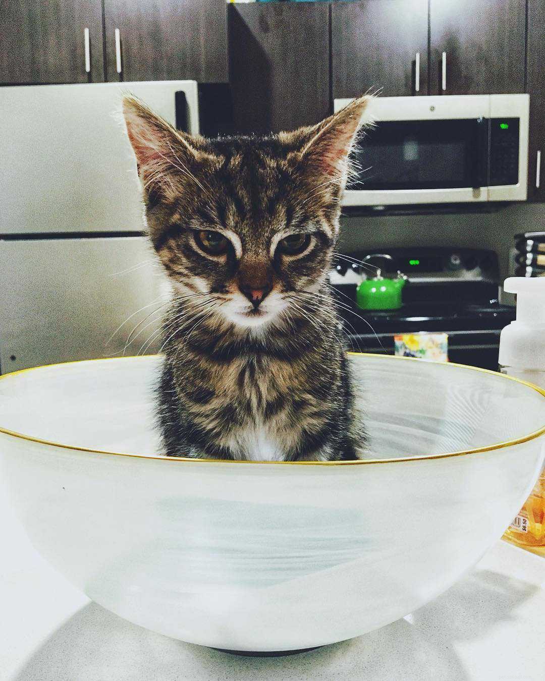 Feline Tight‑Fit Fun: 10 Cats Who Master the Art of Squeezing into Tiny Spaces
