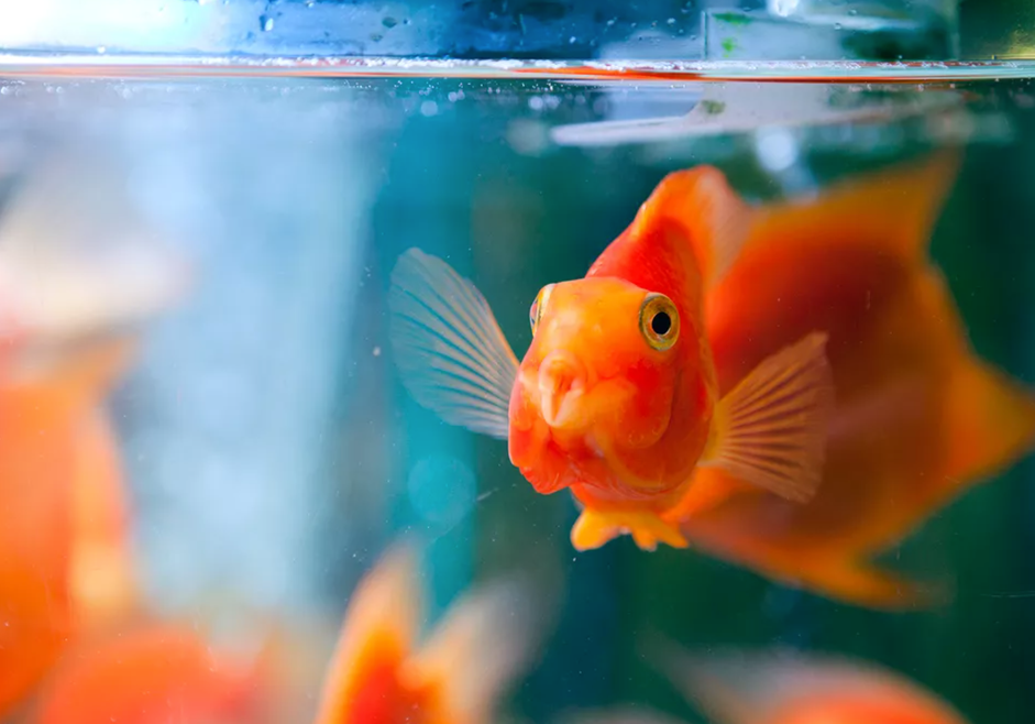 Build Your Own 55‑Gallon Glass Aquarium: Complete DIY Plans & Step‑by‑Step Guide