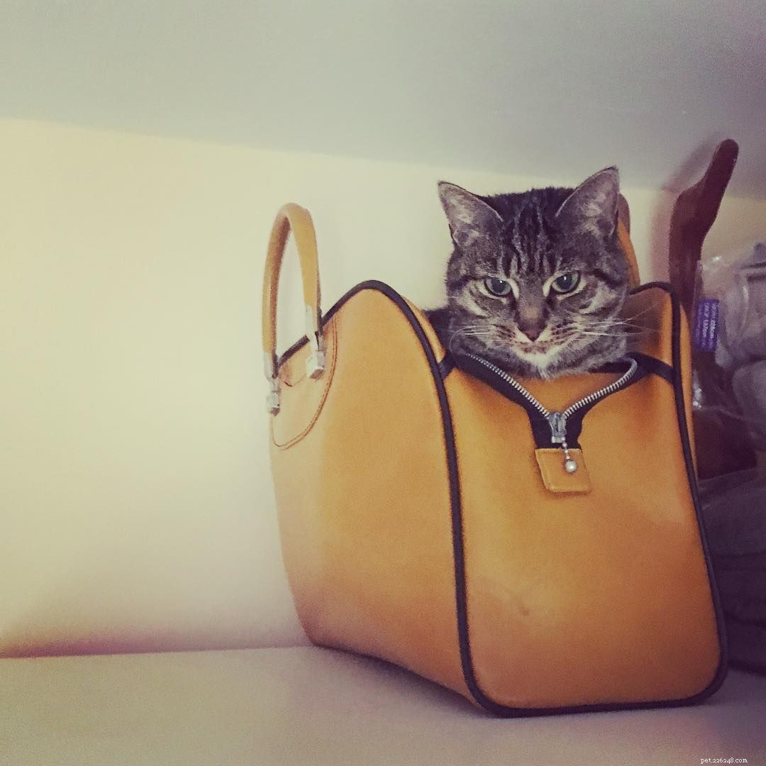 Feline Tight‑Fit Fun: 10 Cats Who Master the Art of Squeezing into Tiny Spaces